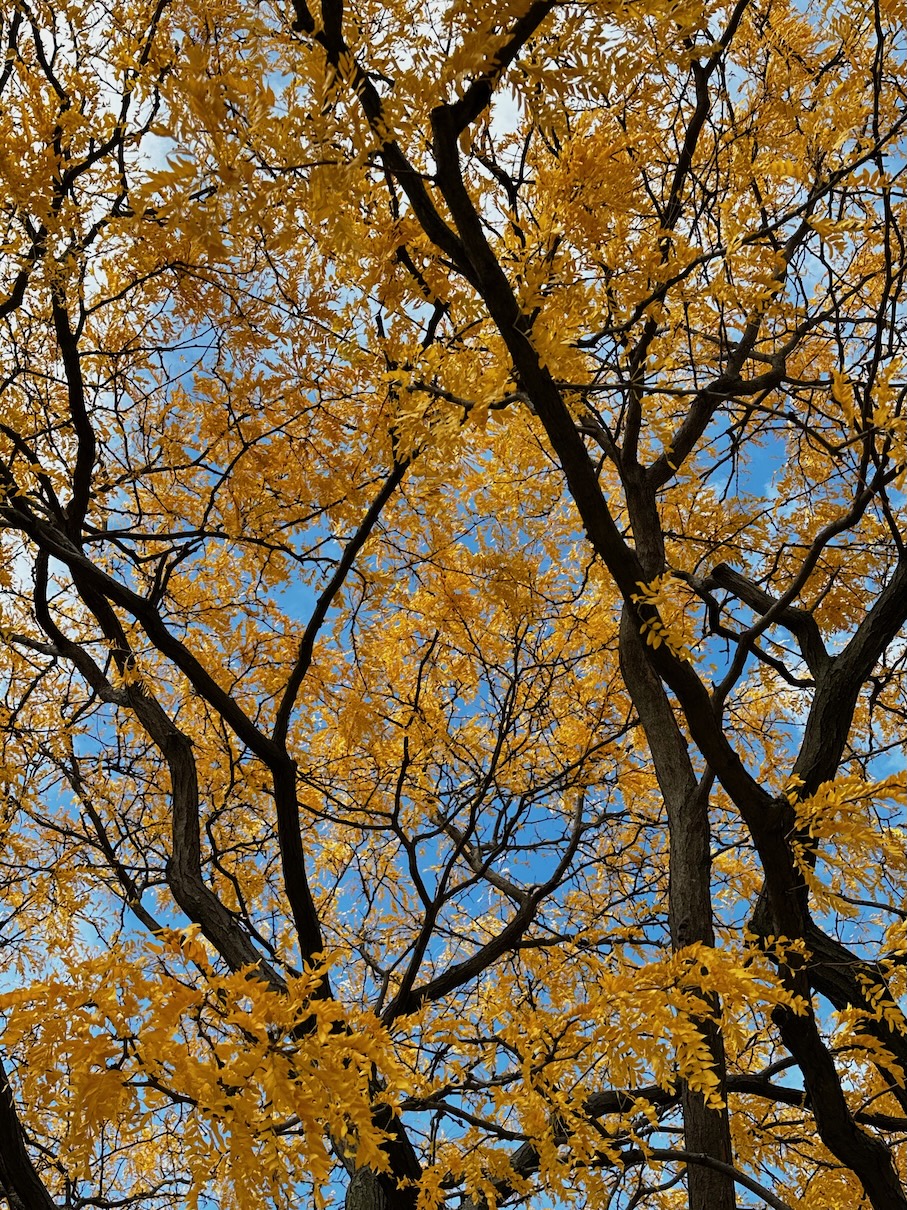 A Gentle Autumn Breeze