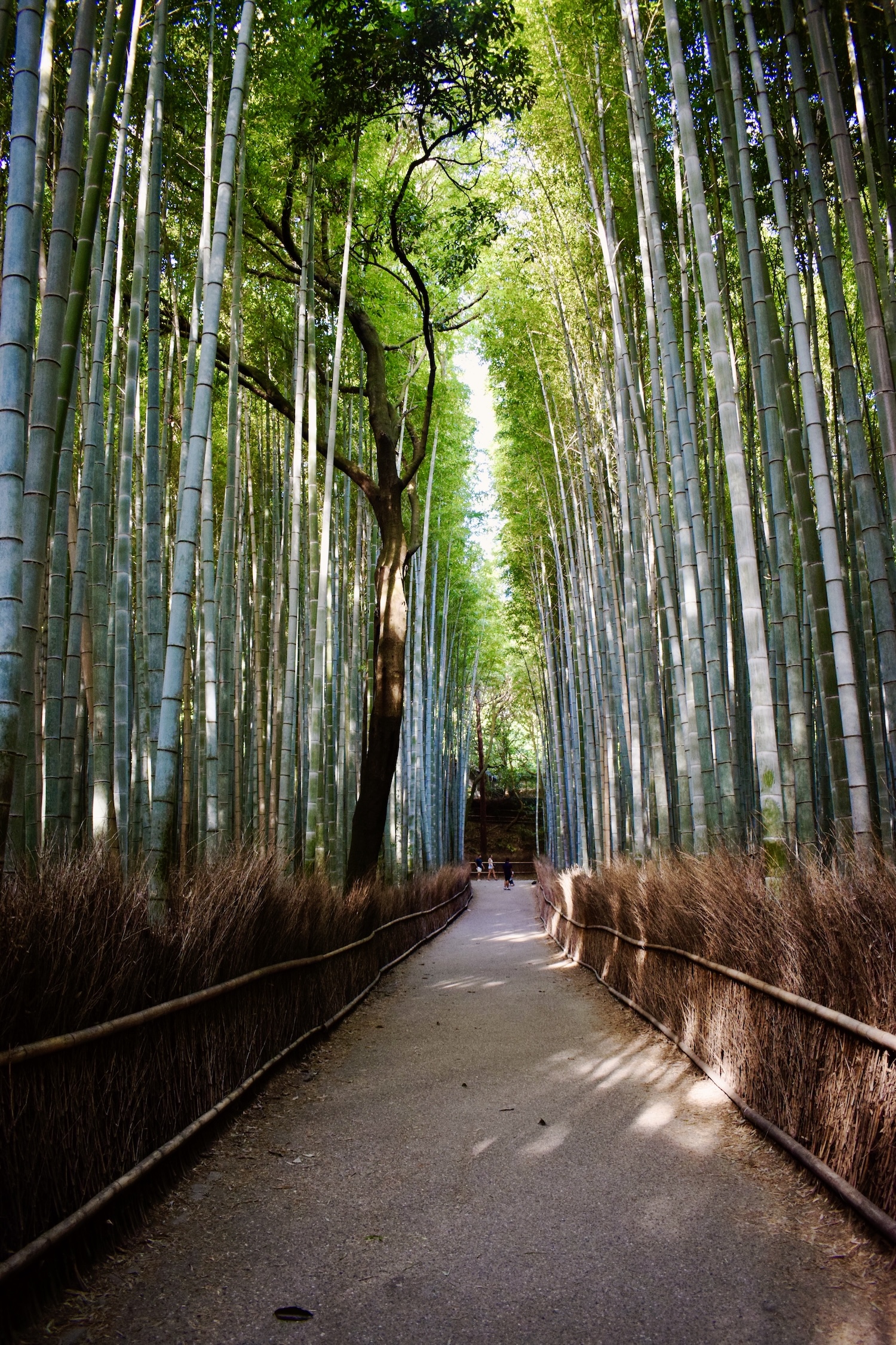 Arashiyama Bamboo Forest