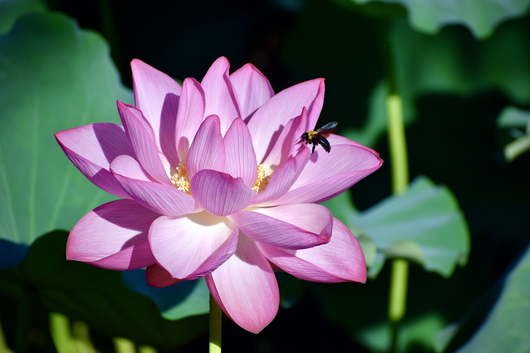 Bee and Lotus