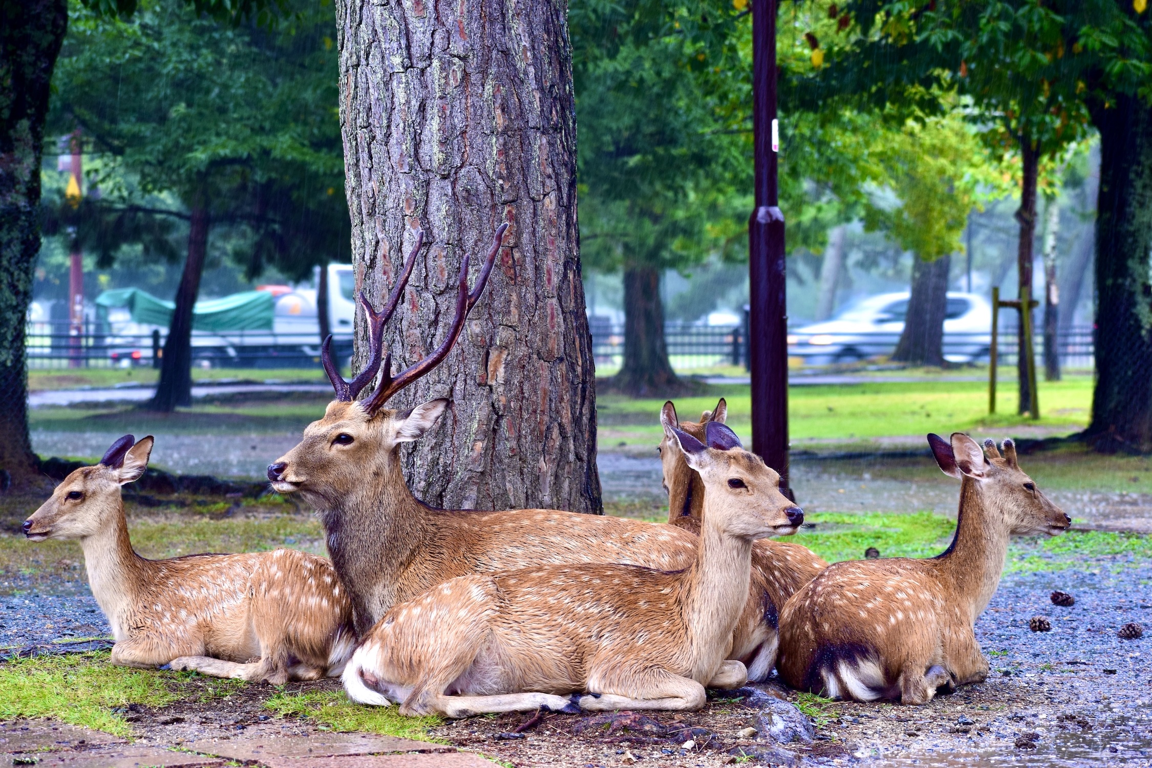 Deers in Nara