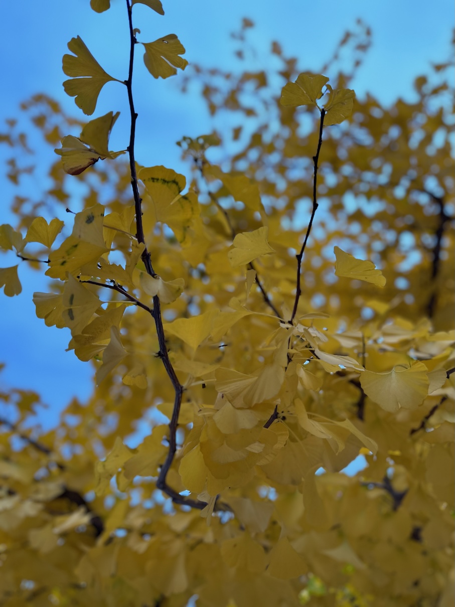 Whispers of Leaves